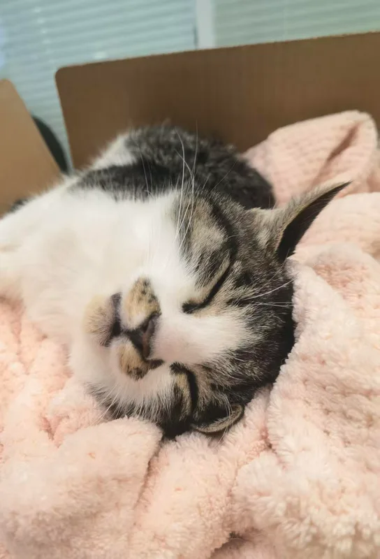 翠花闭着眼睛，睡在粉色绒毯上