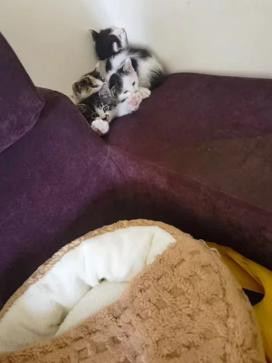 几只小猫紧靠在紫色沙发的一角